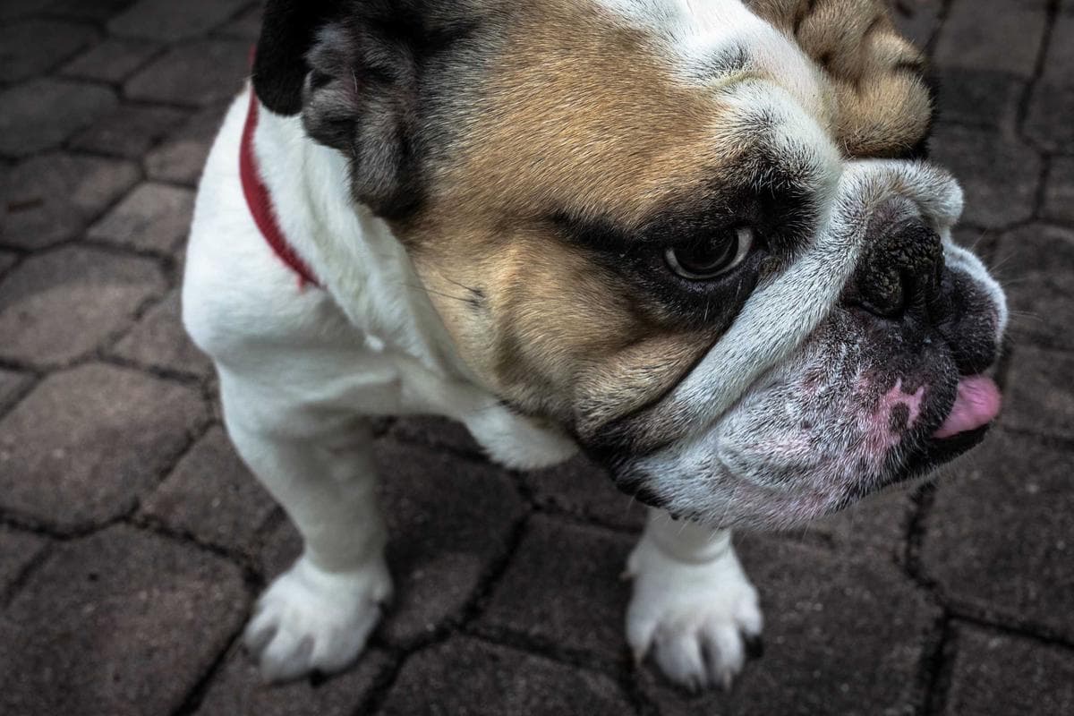 Cho thuê office 3 phòng ngủ tại Sơn Trà 4